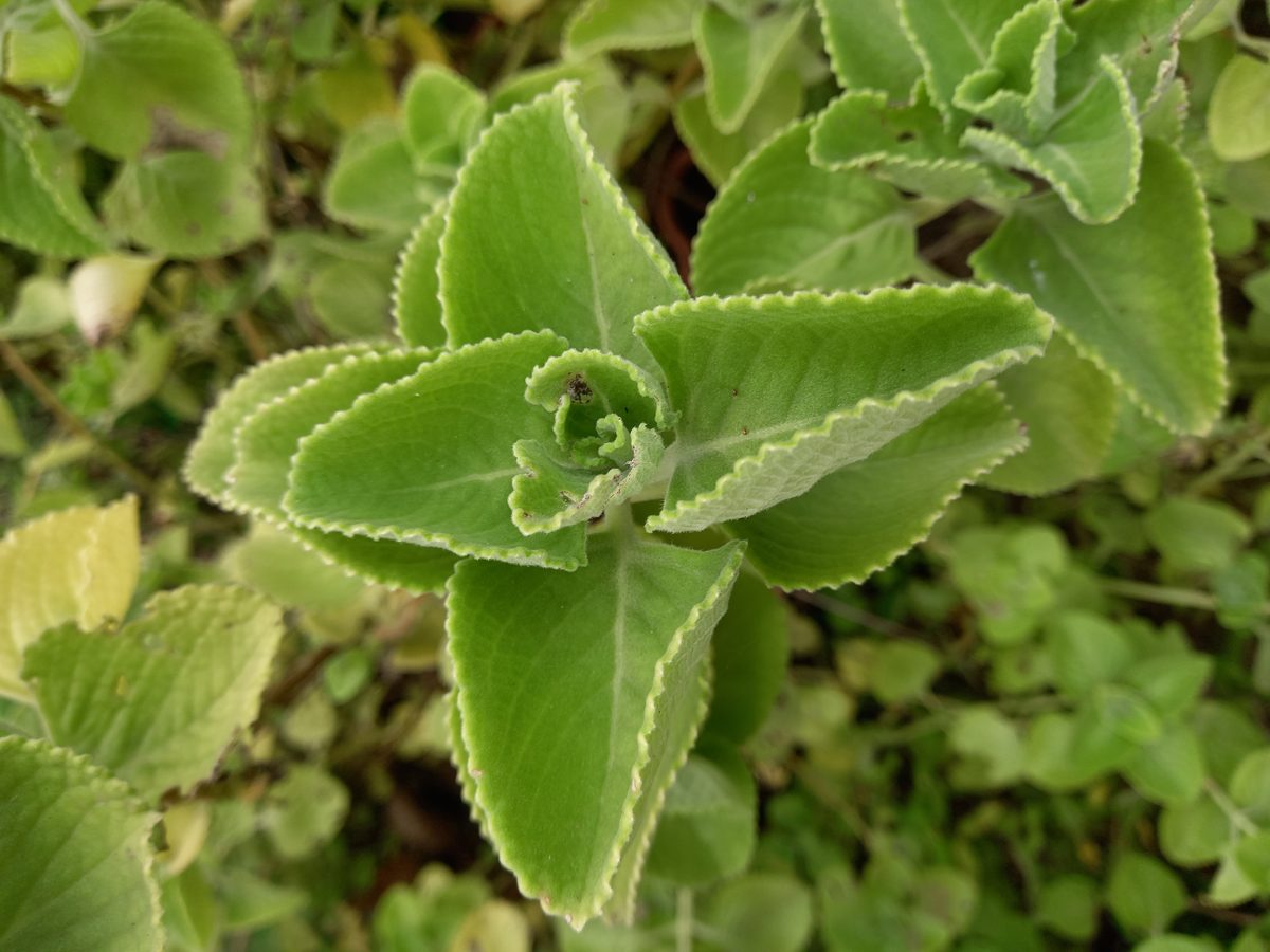 Ajwain leaves