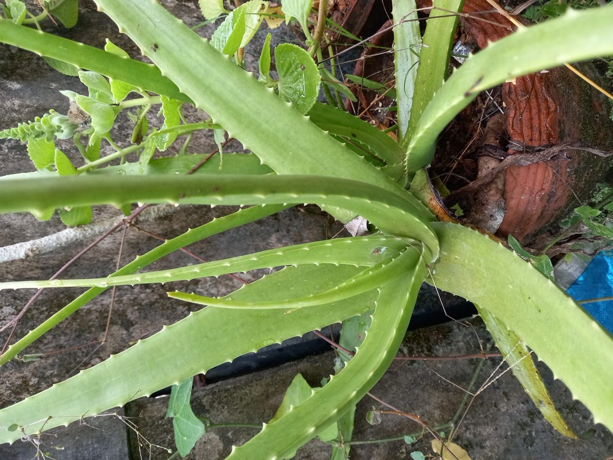 Aloe vera care