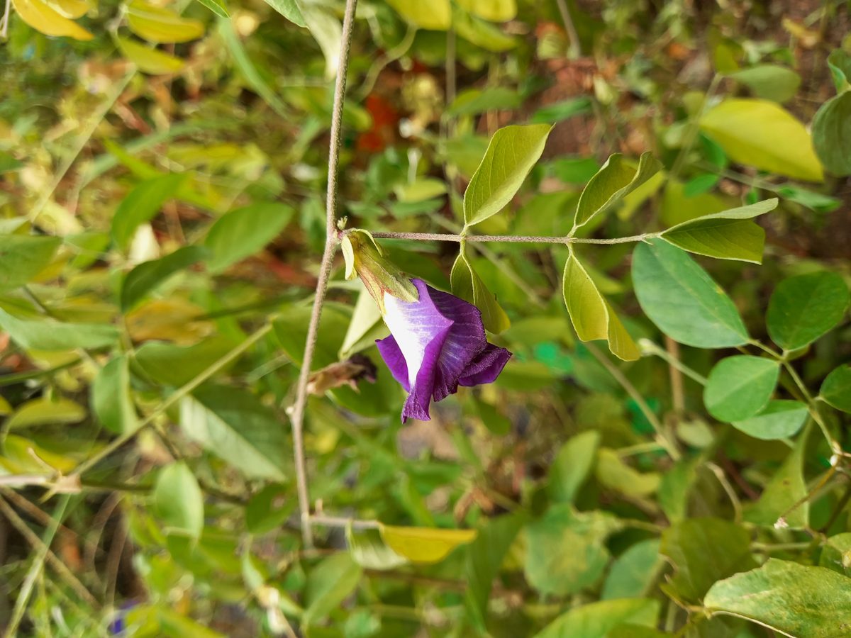 Shankpushpam flowers