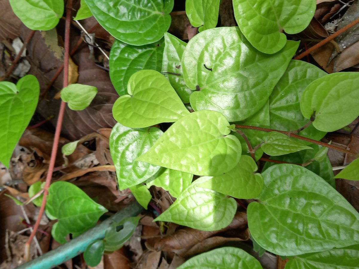 Temple beetle leaf